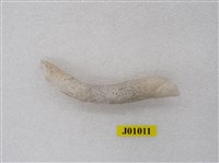 藏品(蟲管化石)的圖片